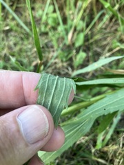 Solidago canadensis hargeri
