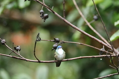 Saucerottia cyanocephala