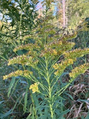 Solidago canadensis hargeri