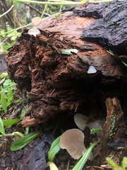 Pseudohydnum gelatinosum