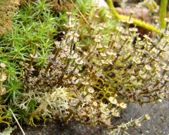 Cladonia rappii