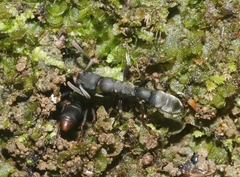 Platythyrea punctata
