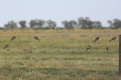 Nymphicus hollandicus