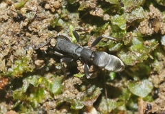 Platythyrea punctata