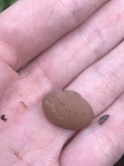 Pseudohydnum gelatinosum