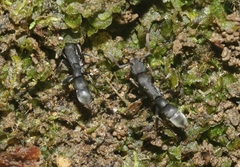 Platythyrea punctata