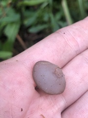 Pseudohydnum gelatinosum