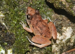 Eleutherodactylus varleyi