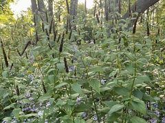 Agastache scrophulariifolia