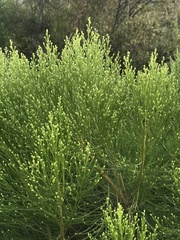 Baccharis sergiloides