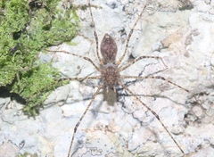 Scytodes longipes