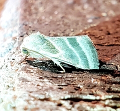 Schinia trifascia