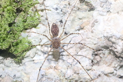 Scytodes longipes