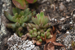 Sedum lanceolatum