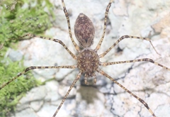 Scytodes longipes