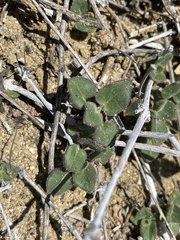 Mirabilis laevis