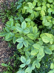 Rubus pensilvanicus