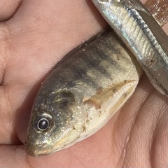 Oreochromis