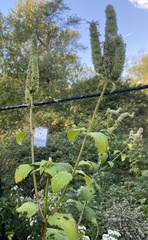 Agastache scrophulariifolia