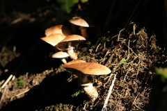 Armillaria mellea