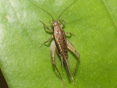Anaxipha imitator