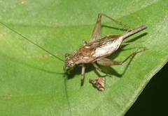 Anaxipha imitator