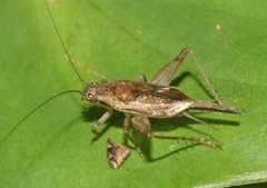 Anaxipha imitator