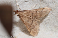 Dolicharthria punctalis