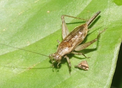 Anaxipha imitator