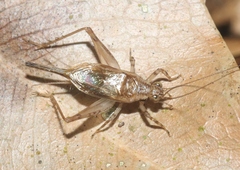 Anaxipha imitator