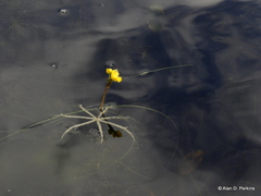 Utricularia radiata