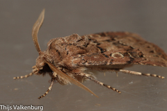 Agrotis lata