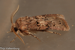 Agrotis lata