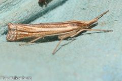 Ancylolomia