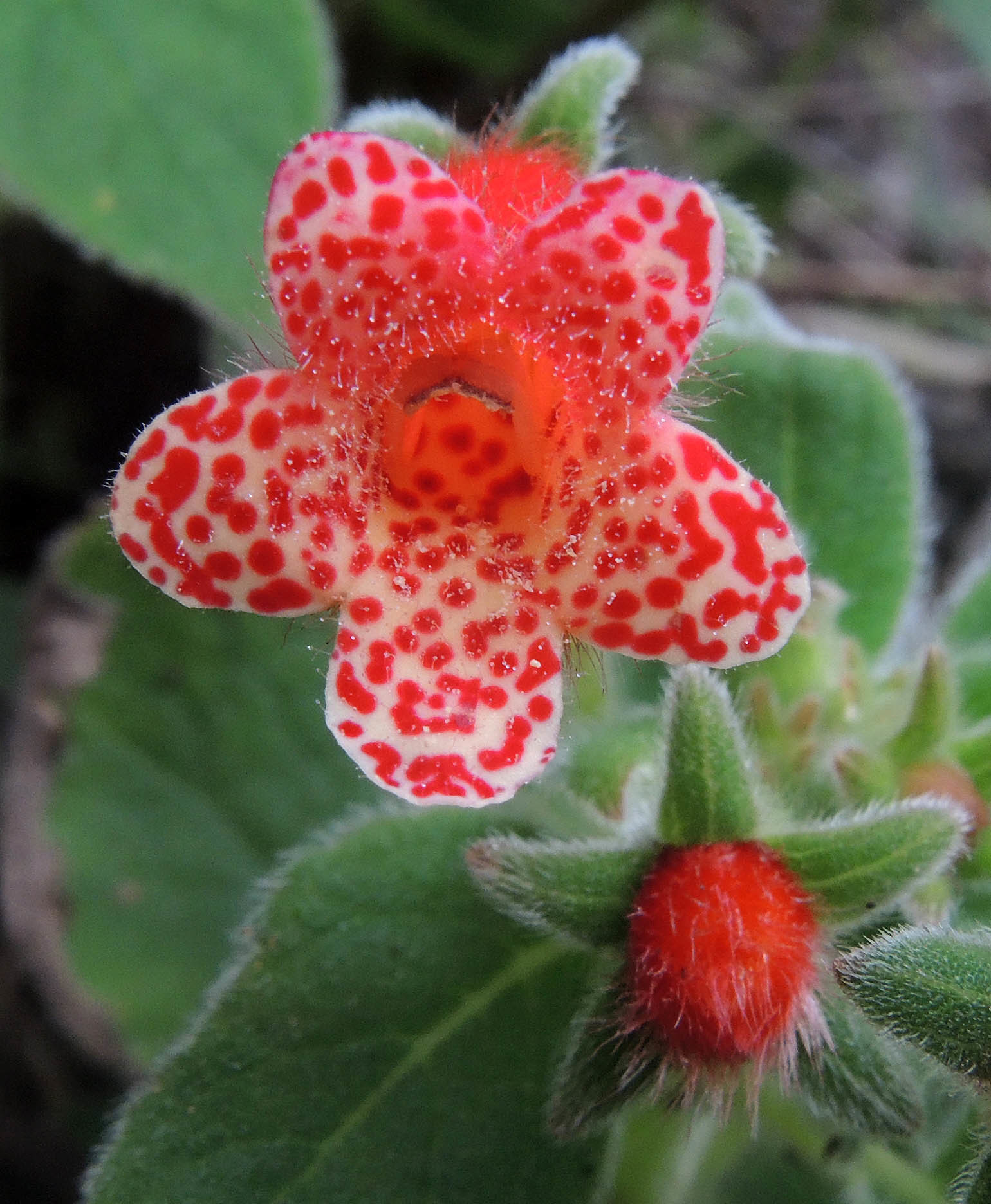 Kohleria rugata