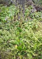 Nabalus trifoliolatus