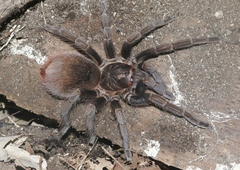 Phormictopus