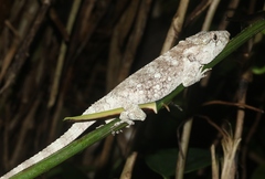 Anolis barbatus