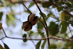 Tabernaemontana elegans
