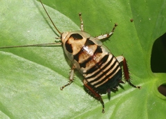 Eurycotis balteata