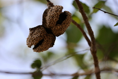 Tabernaemontana elegans