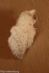 Phyllodesma suberifolia