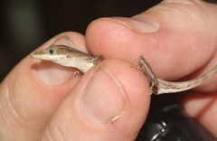 Anolis alutaceus