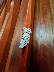Kamalia multipunctata