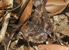 Erebidae
