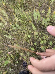Triglochin maritima
