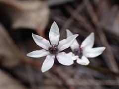 Wurmbea biglandulosa