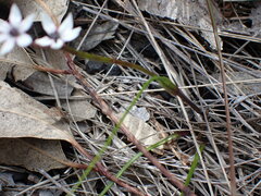 Wurmbea biglandulosa
