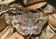 Erebidae