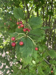 Viburnum opulus